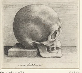Anatomische Studie eines Schädels