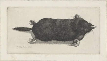 Toter Maulwurf