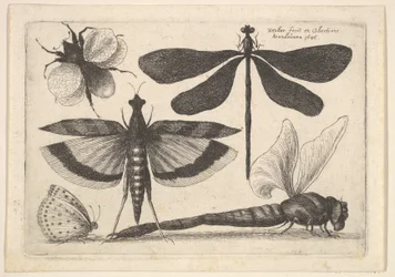 Libellen und eine Hummel, 1646