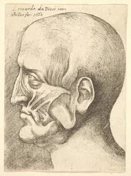 Ecorche-Kopf eines Mannes im Profil nach links, 1660