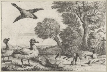 Enten