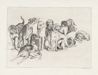 Elf Jagdhunde