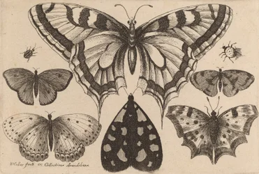 Fünf Schmetterlinge, eine Motte und zwei Käfer, 1646