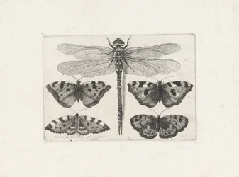 Libelle und vier Schmetterlinge