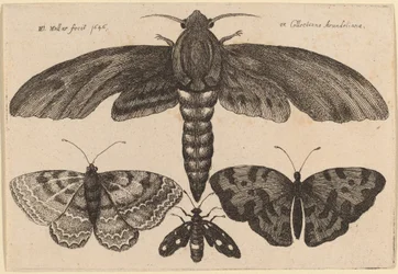 Motte und drei Schmetterlinge