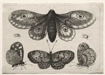 Verschiedene Figuren und Formen von Fliegen, Käfern und Würmern: Eine Motte, drei Schmetterlinge und zwei Käfer