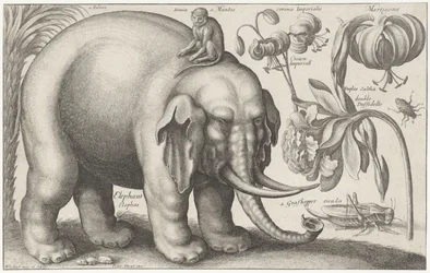 Elefant, Affe, Blumen und Insekten (Pflanzen und Tiere)
