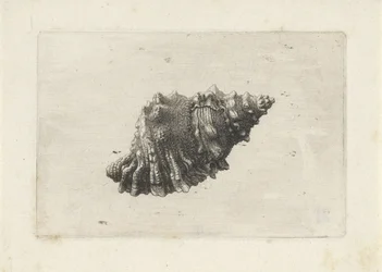 Schelp, bursa rubeta