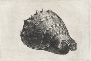 Schnecke, Cassis Cornuta