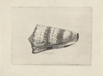 Schnecke, Conus imperialis Muscheln (Serientitel)
