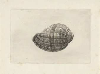 Schelp, harpa major