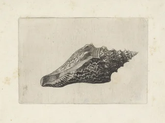 Schnecke, hemifusus ternatanus