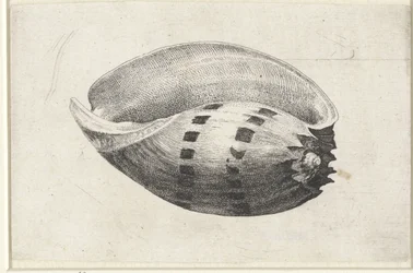 Muschel, Melo Amphora (Muscheln)