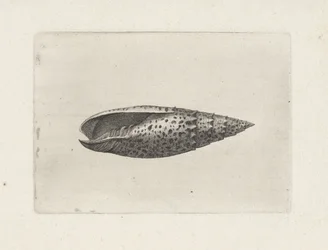 Schnecke, Mitra papalis Muscheln (Serientitel)
