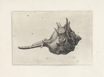 Schelp, murex brevispina
