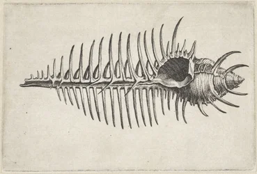 Schnecke, Murex Pecten