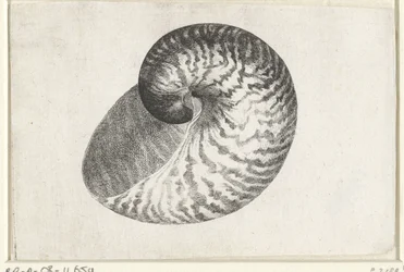 Schnecke, Nautilus Pompilius