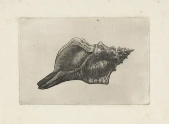 Muschel, Pleuroploca trapezium