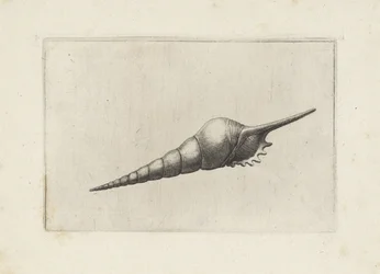 Schelp, tibia fusus melanocheilus