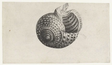 Schnecke, Tonna Dolium