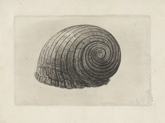 Schnecke, tonna galea