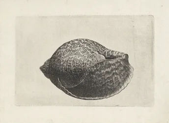 Muschel, tonna perdix