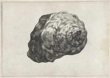 Schnecke, Turbo Sarmaticus