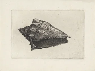 Schnecke, voluta ebraea
