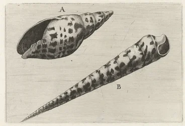 Schelpen, mitra cardinalis (A) und terebra subulata (B)