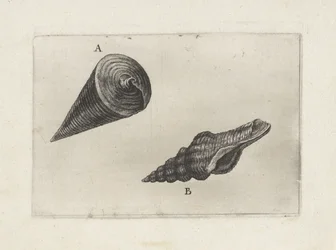 Muscheln, telescopium telescopium (A) und fusinus laticostatus (B)