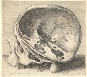 Profil eines geschnittenen Schädels nach links mit entferntem linken Schädelteil, 1651