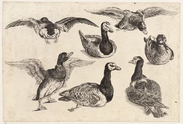 Sieben Enten
