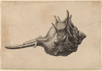 Schnecke (Murex brandaris)