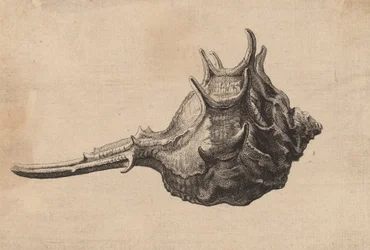Schneckenhaus Murex brandaris, ca. 1645