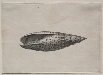 Schalen: Mitra papalis L, ca. 1640er