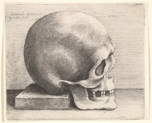 Schädel im Profil nach rechts, 1645