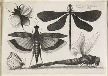 Das Set von Schmetterlingen, eines von zwölf, 1646