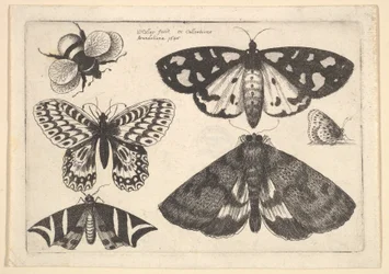 Drei Motten, zwei Schmetterlinge und eine Hummel, 1646