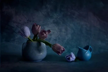 Stimmungsvolle blaue Tulpen