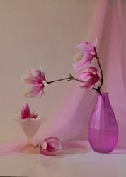 Zarte Rosa Magnolien