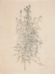 Distel