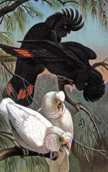 Banks-Kakadu, ca. 1910