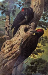 Schwarzspecht