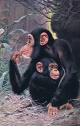 Schimpanse, Illustration aus Wildlife of the World, ca. 1910