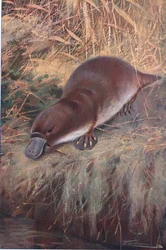 Schnabeltier, Illustration aus Wildlife of the World, ca. 1910