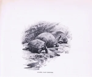 Riesenschildkröten, Illustration aus Wildlife of the World, ca. 1910