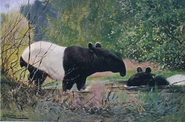Indischer Tapir, aus Die Tierwelt der Welt, veröffentlicht von Frederick Warne & Co, ca. 1900