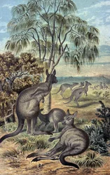 Kängurus