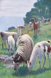 Lama, aus Die Tierwelt der Welt, veröffentlicht von Frederick Warne & Co, ca. 1900