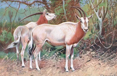 Rappenantilope, Illustration aus Wildlife of the World, ca. 1910